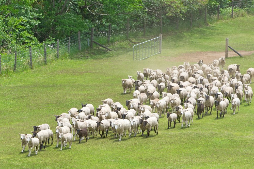5621 マザー牧場 ひつじの大行進