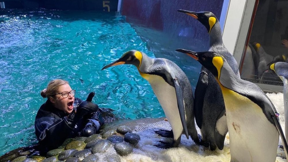 Meet the playful penguins at Penguin Playground! Image credits: @sealifemelbourneaquarium on Instagram