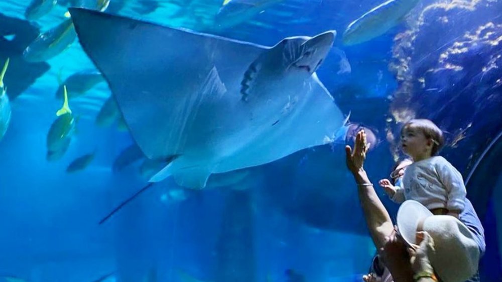The young and young at heart can unleash their inner mermaid in this Melbourne attraction! Image credits: @sealifemelbourneaquarium on Instagram