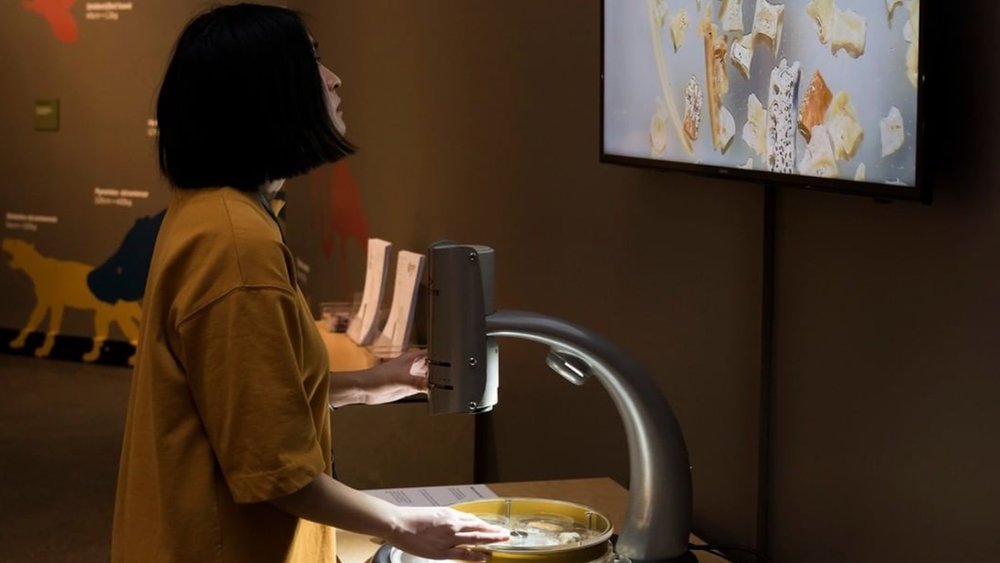 Discover the animals that lived during the Ordovician Period at the Museum and Art Gallery of the Northern Territory.