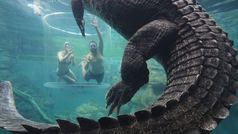 See massive crocs up close and personal at the Crocosaurus Cove.