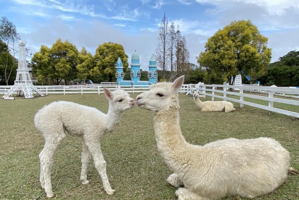 桃園親子農場：富田花園農場