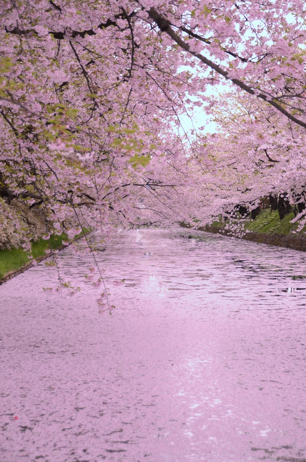 Hirosaki Park Cherry Blossoms