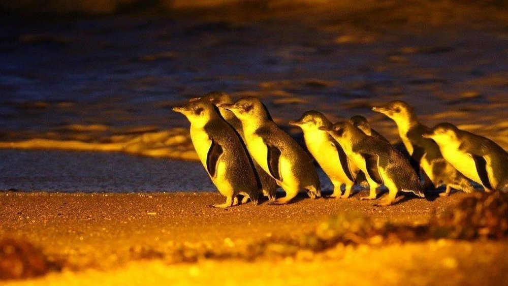 Penguins of Madagascar, move over! The Penguins of Low Head are here. Image Credits: @lowheadpenguintours