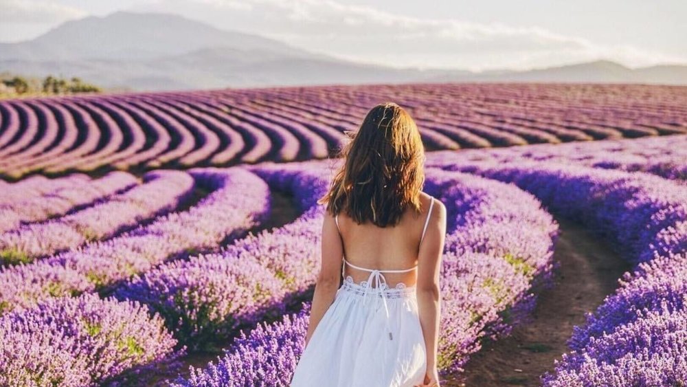Get lost in a sea of purple! Image Credits: @bridestoweestate