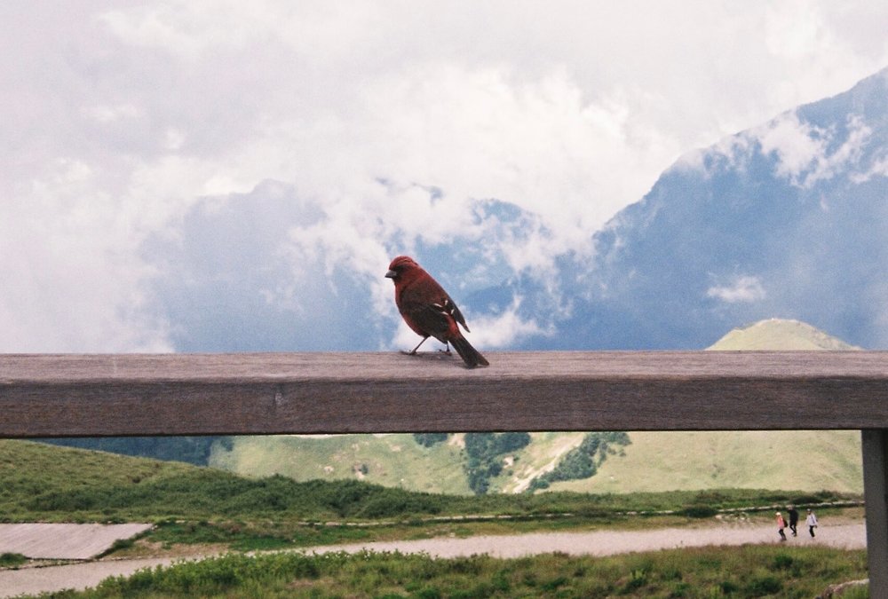 合歡山主峰酒紅朱雀