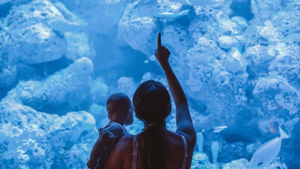 Meet a friendly fishy face at Cairns Aquarium.Image credits: @ourwanderinghearts on Instagram