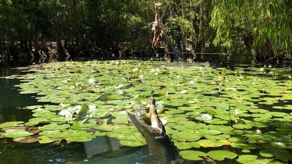 They’re not as scary as you think! Image credits: @hartleyscrocodileadventures on Instagram