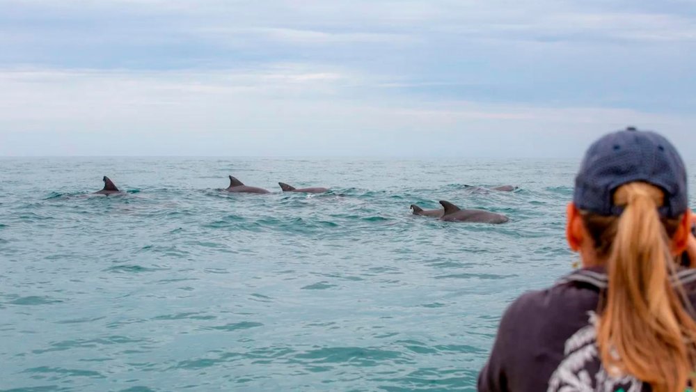 Don’t forget to say hi to dolphins you meet on this cruise