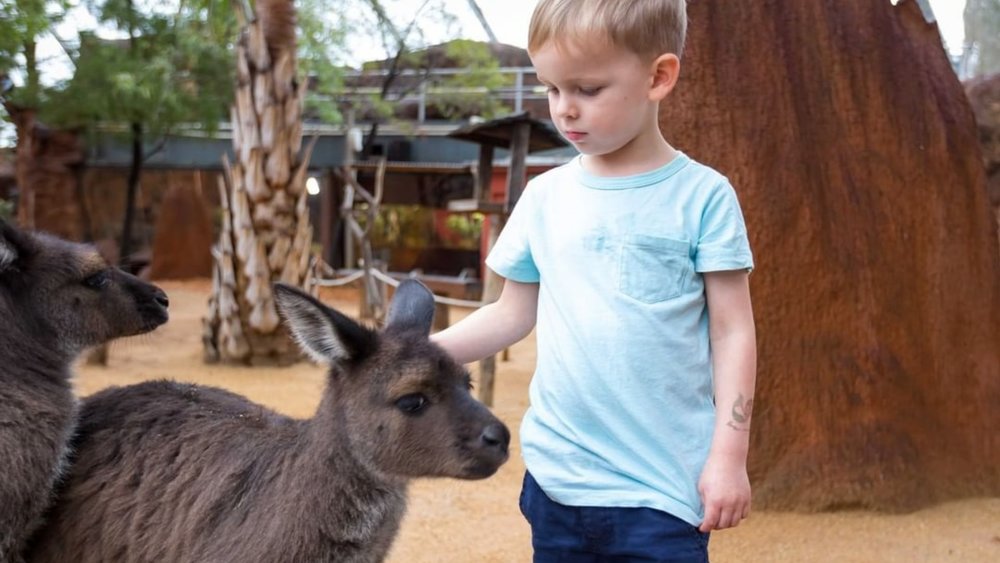 Get up close and personal with the furry friends at WILD LIFE Sydney Zoo. Image credits: @wildlifesydneyzoo on Instagram