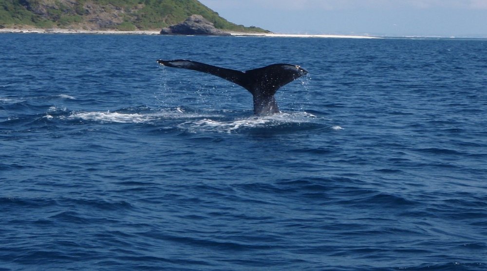 6340 クジラ　尾ヒレ