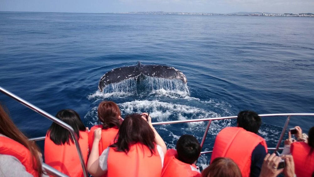 51176 ホエールウォッチング　デッキの様子