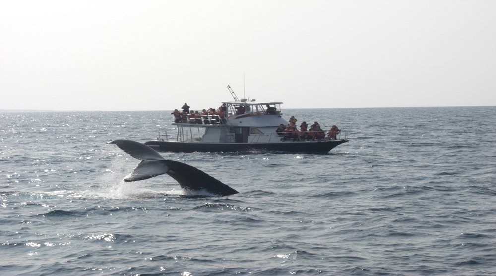 20300 ホエールウォッチング　船の様子