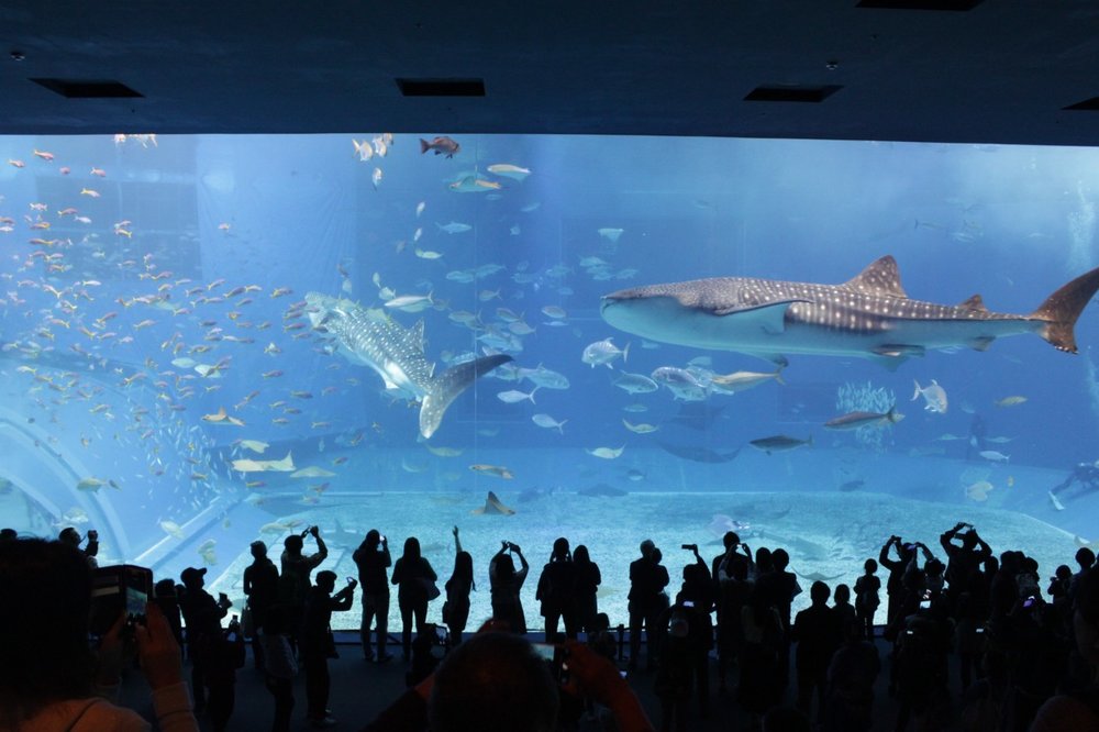 20300 美ら海水族館