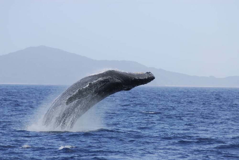 32489 反ったクジラ