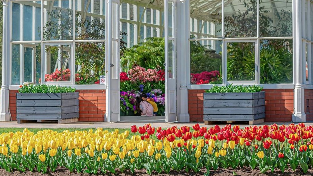 See tulips in full bloom at the beautiful Bendigo Conservatory Gardens. Image credit: @explorebendigo on Instagram