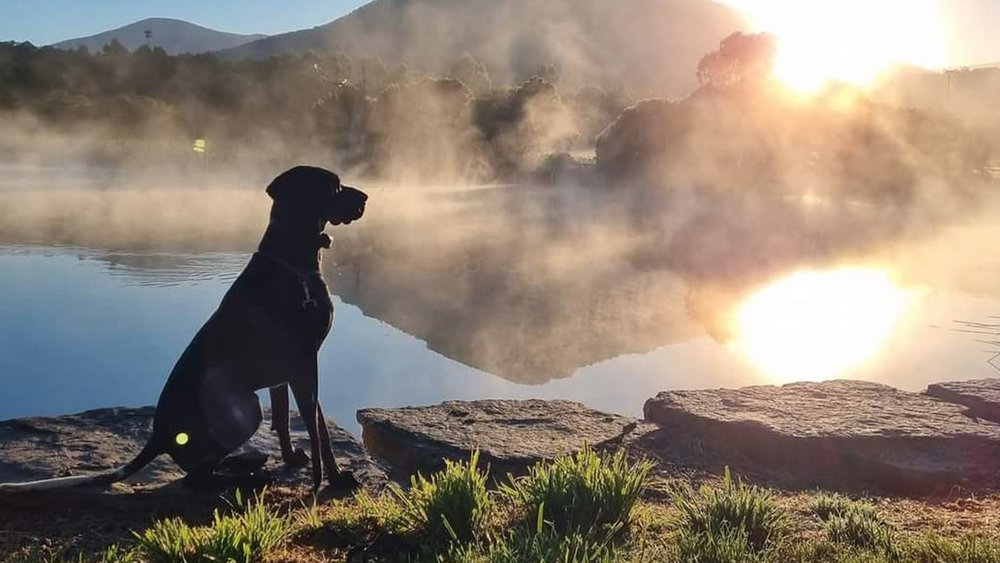Even your dogs will love Healesville’s sights! Image credit: @usandapup on Instagram