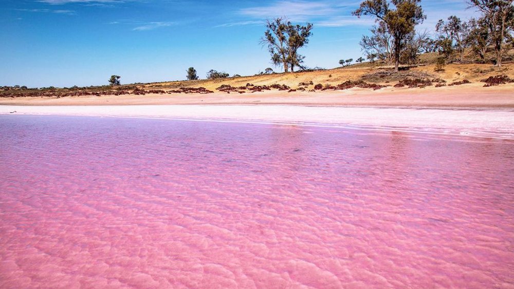 The bright Pink Lakes should be on everyone’s bucket list. Image credit: @lisamilne on Instagram