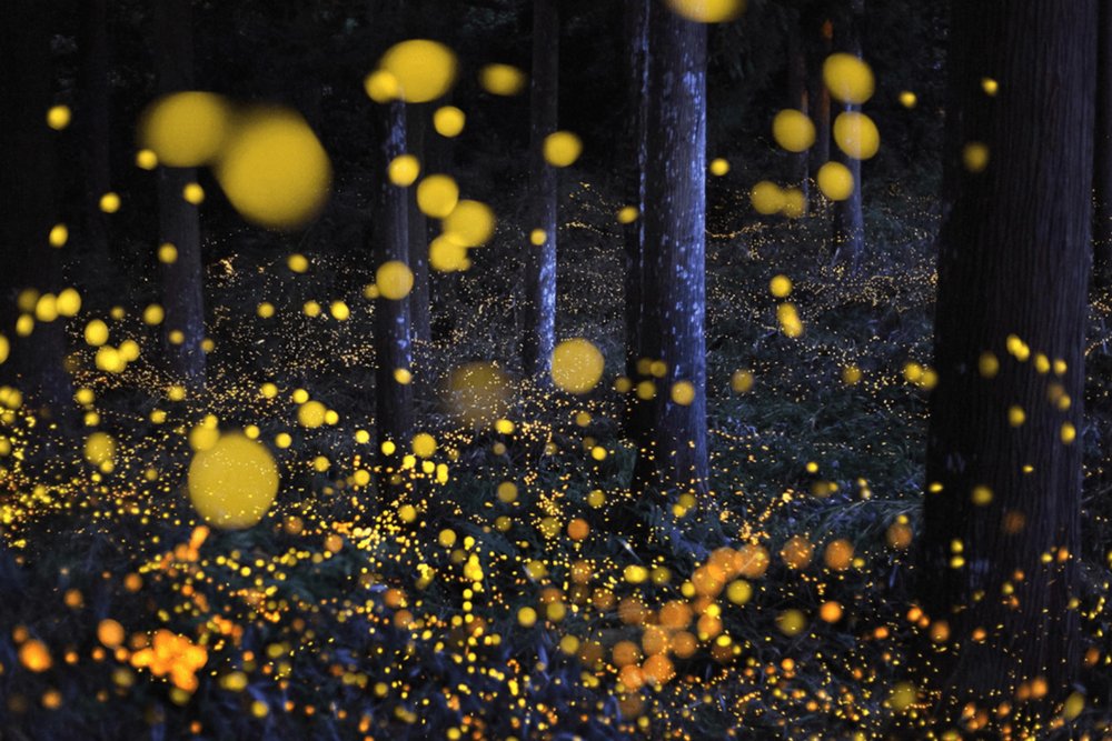 Kota Tinggi Firefly Park best thing to do in JB