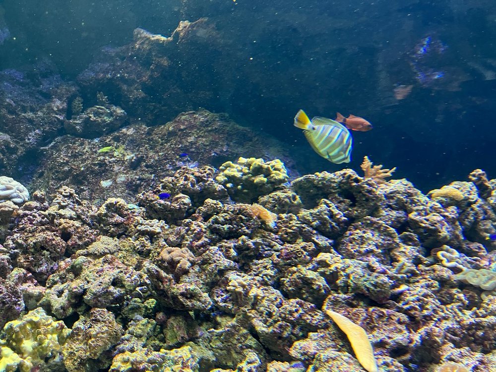 Xpark水族館珊瑚