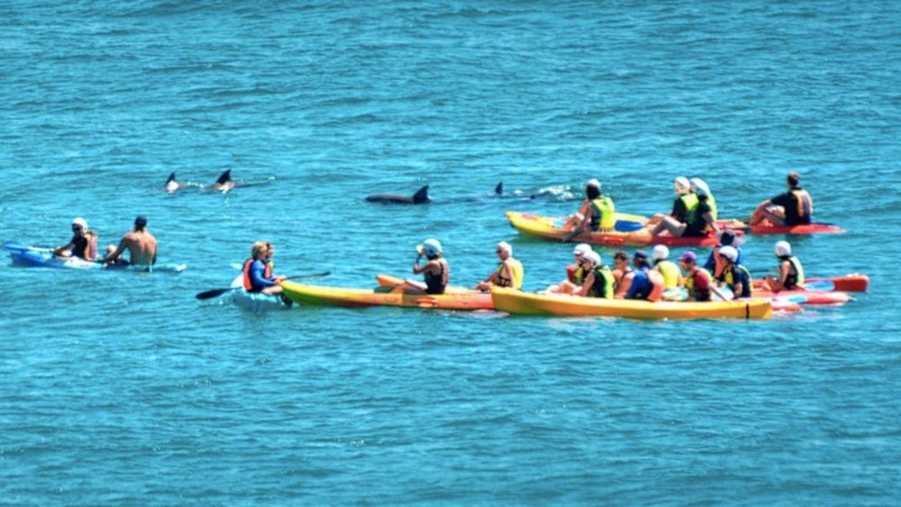 Grab your best pals and kayak along Byron Bay!