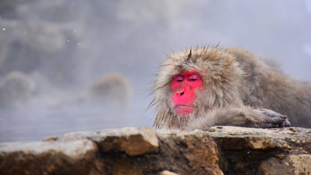 Monkey see, monkey do! Image Credits: @ob1kanob