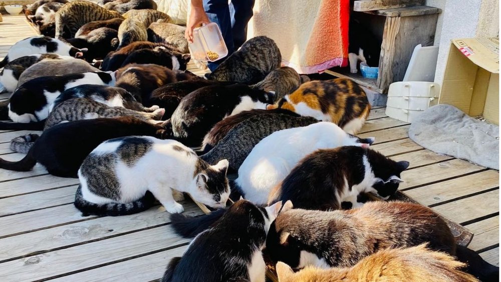 Cats crowd the harbour! Image Credits: @chingancathyhuang