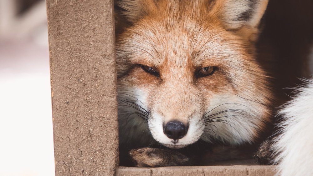 Foxes rule this hidden sanctuary. Image Credits: @oliviaspink