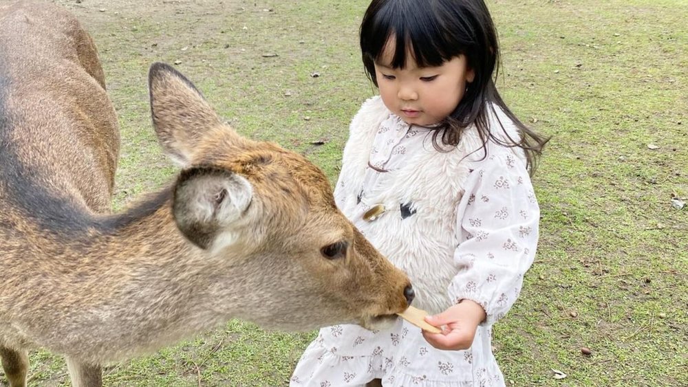 Feed the friendly(ish) bowing deers of Nara. Image Credits: @ayakaaa.1023