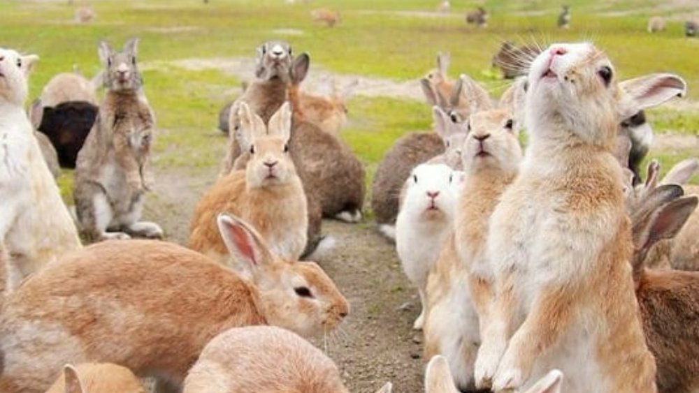 The cuddliest animals on the planet!! Image Credits: @save_travel_repeat