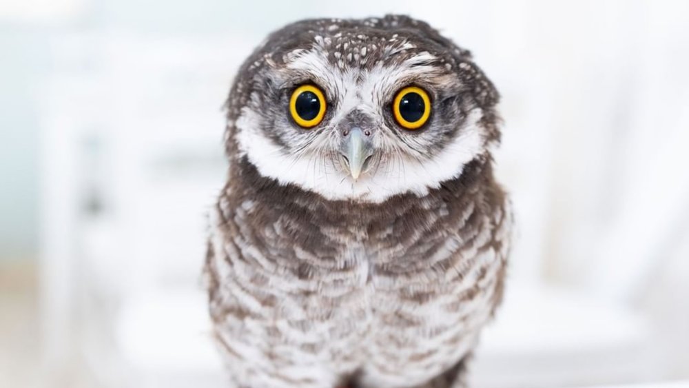Hey, hey, hey! Or should we say hoot instead? Image Credits: @owlcafe_akibafukurou_t