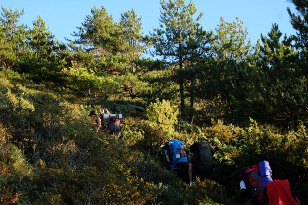 合歡北峰多矮樹叢
