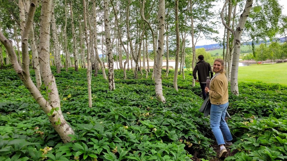 Wonder through different types of flora - from birch trees to grottos, Mayfield Gardens