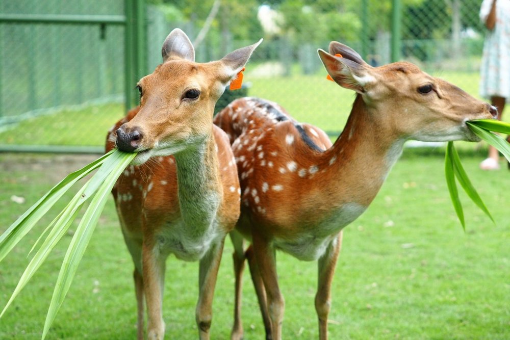 嘉義景點阿里山逐鹿傳說