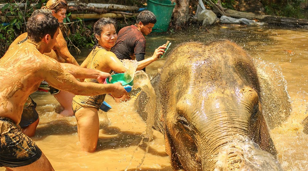 elephant bathing in chiang mai