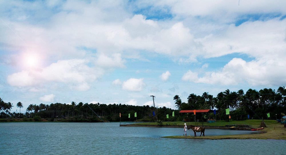 lake and horse by shore