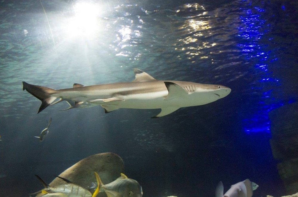 Shark swimming in tank 