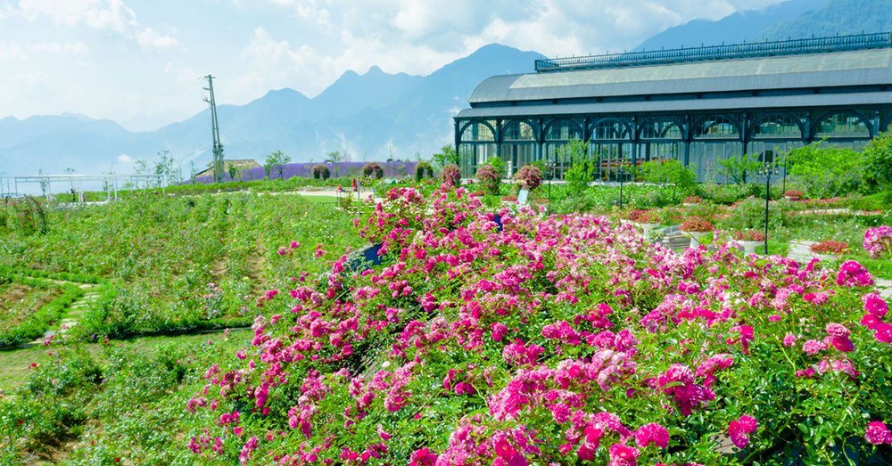 hoa-hong-co-sapa
