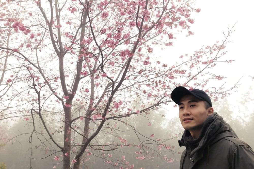 司馬庫斯櫻花季