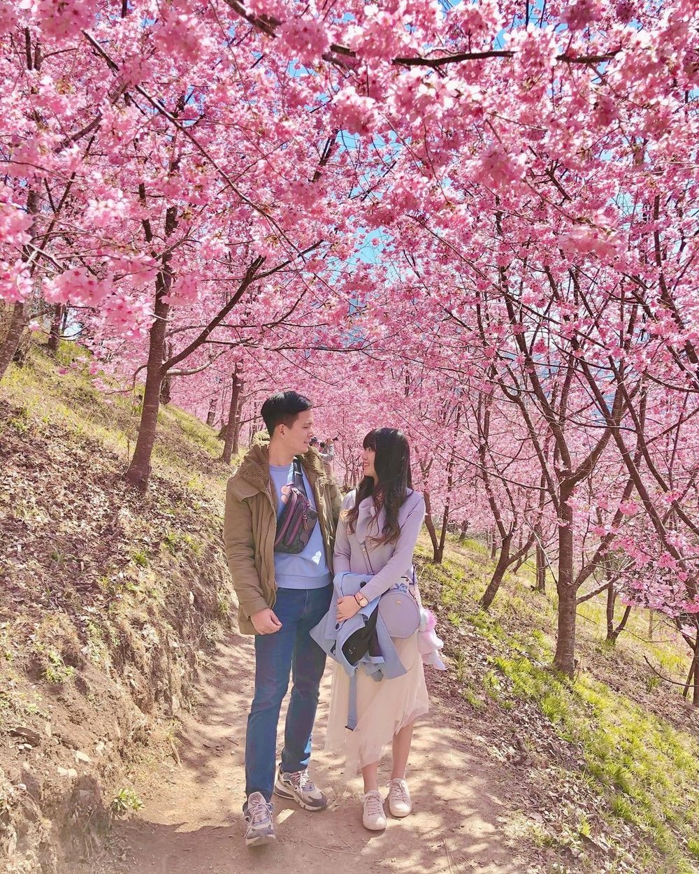 司馬庫斯櫻花季