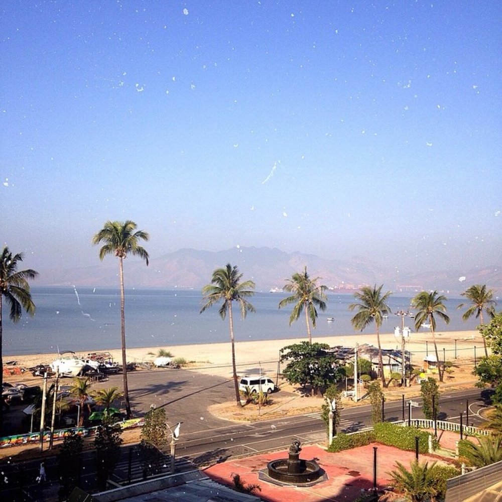 coconut trees lining up beach by city