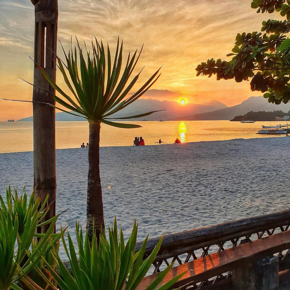 yucca tree by beach during sunset