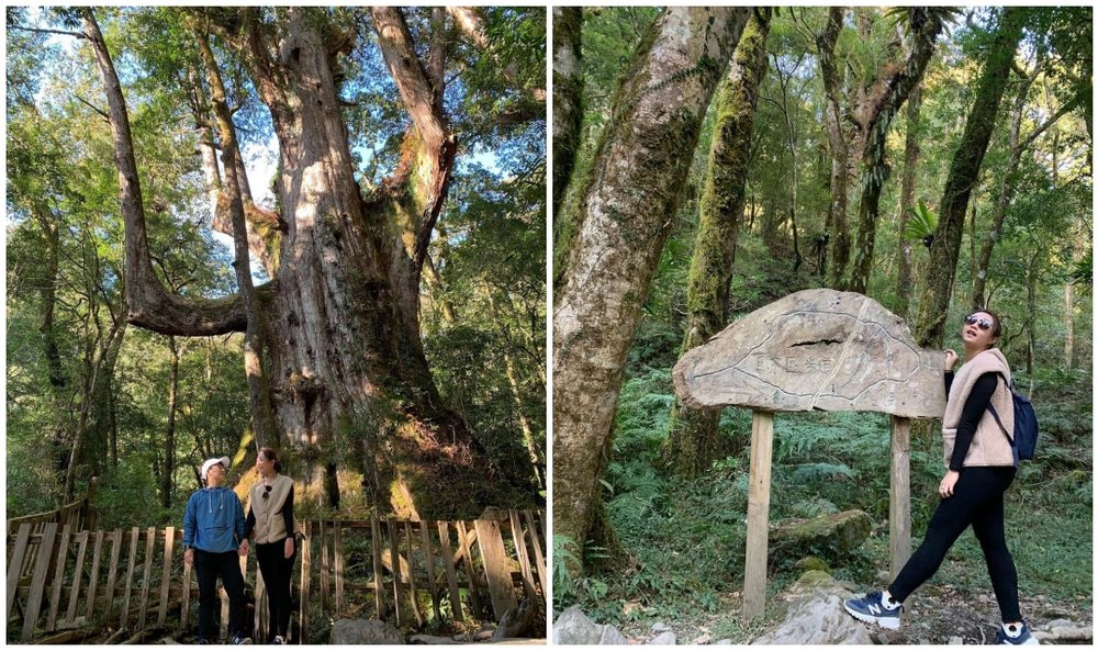 司馬庫斯巨木群