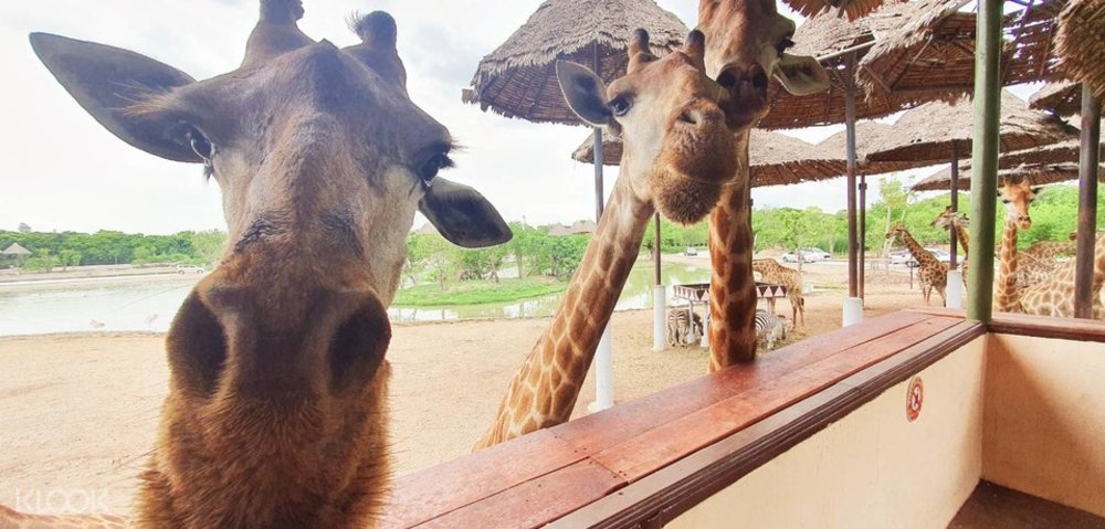 ซาฟารีเวิลด์ (Safari World) 