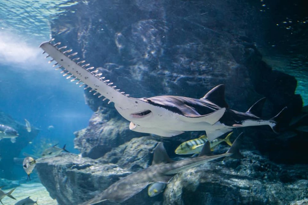 ซีไลฟ์ แบงคอก (SEA LIFE Bangkok) 2