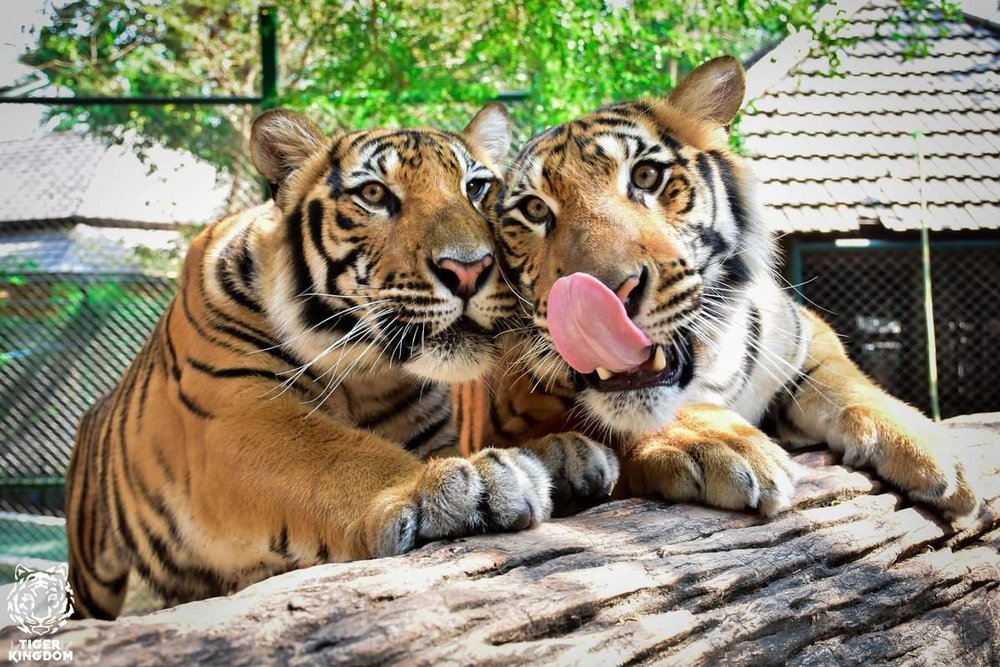 สวนเสือภูเก็ต (Tiger Kingdom Phuket)