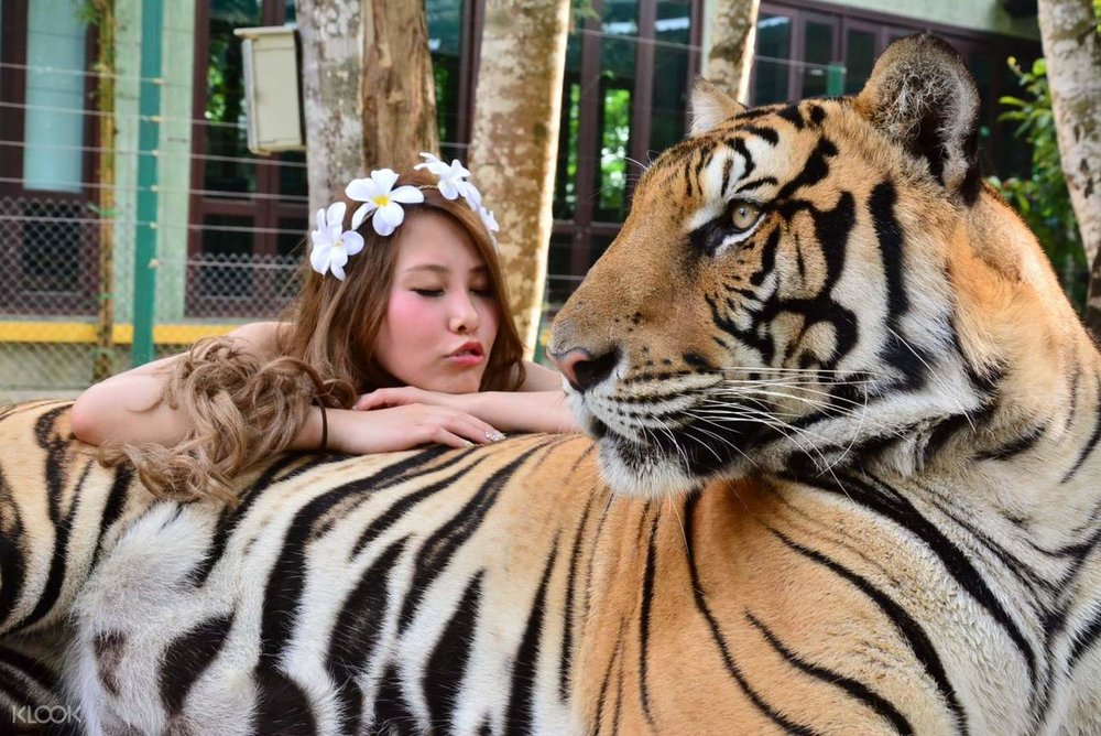 สวนเสือภูเก็ต (Tiger Kingdom Phuket) 2