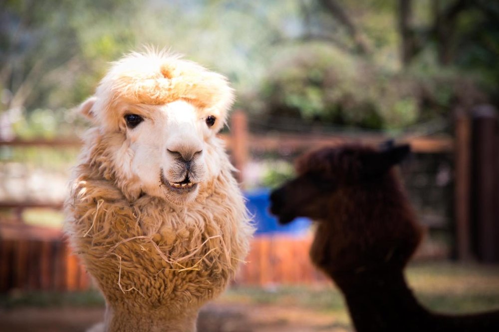 อัลปาก้า ฮิลล์ (Alpaca Hill)