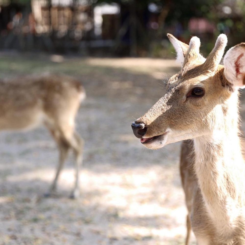 อัลปาก้า ฮิลล์ (Alpaca Hill) 2