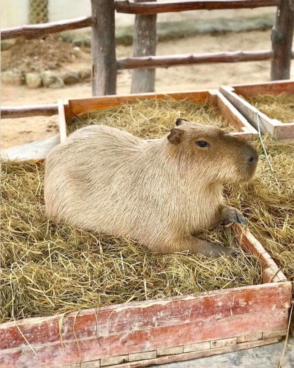 อัลปาก้า ฮิลล์ (Alpaca Hill) 3